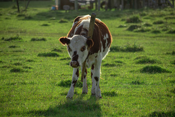 Vaca en el campo