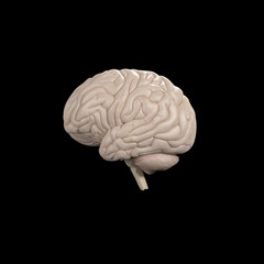 Anatomy illustration of the human brain. 3D illustration