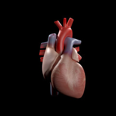 anatomy illustration of the human heart. 3d illustration
