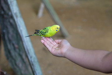 A parrot sitting on hand. 