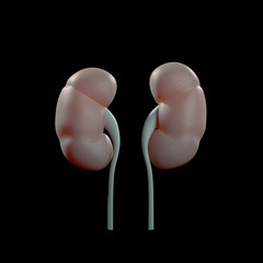 Anatomy illustration of the human kidneys. 3d illustration