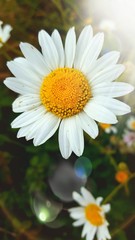 Naklejka premium margarita Islas Cíes 