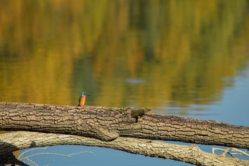 Kingfisher hunting fish on the lake
