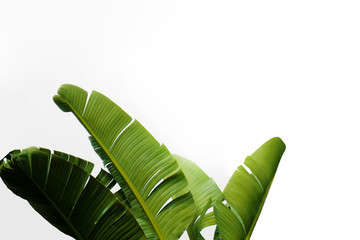 Group of big green banana leaves of exotic palm tree in sunshine on white background. Tropical plant foliage with visible texture. Pollution free symbol. Close up, copy space. - obrazy, fototapety, plakaty