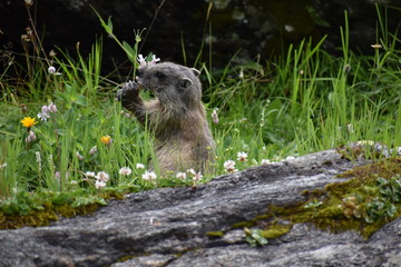 Marmotta 