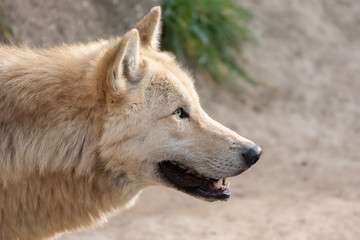 Close up portrait of a beautiful western wolf amber