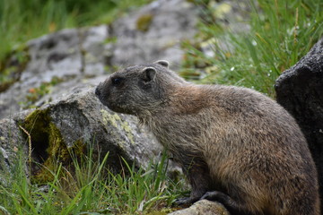 Marmotta 