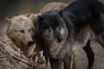 Obraz premium Portrait of a two beautiful northwestern wolf