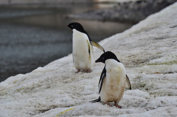 Obraz premium Adelie Penguins in the Snow Looking to the Side with Water Background