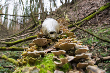 Flaschenhals Flasche auf baumstamm mit Pilzen 