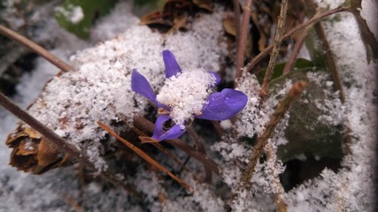 flower in snow