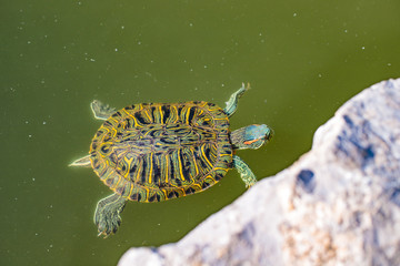 Red-eared turtle swimming in a pond