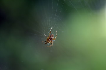 Araignée macro détails toile d'araignée