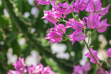A branch of a flowering bougainvillea in the garden on a Sunny day