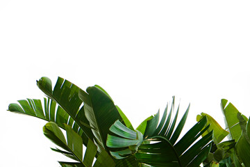 Group of big green banana leaves of exotic palm tree in sunshine on white background. Tropical...