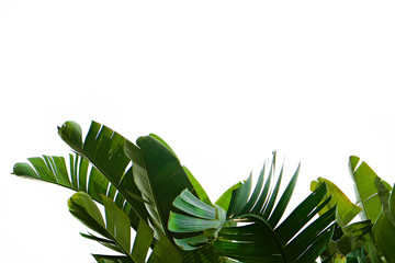 Group of big green banana leaves of exotic palm tree in sunshine on white background. Tropical...