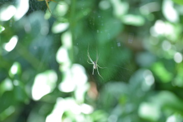 Araign&eacute;e dans sa toile macro photographie animal