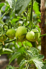 Bunch of  natural green unrape tomatoes in water drops growing in a greenhouse