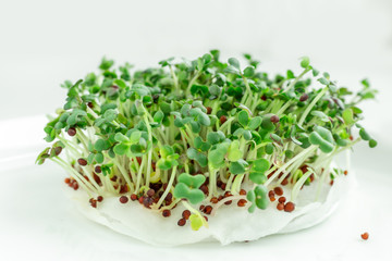 Salad on the windowsill. Microgreens growing. Vegan and healthy eating concept. White background. Close-up. Copy space