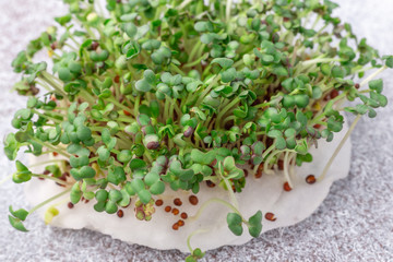 Fresh micro greens closeup. Microgreen mustard sprouts. Microgreens growing. Healthy eating concept. White background.