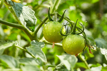 Bunch of  natural green unrape tomatoes in water drops growing in a greenhouse
