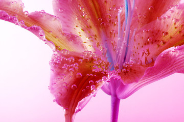 Pink Lily flower with drops in water. Abstract nature background.