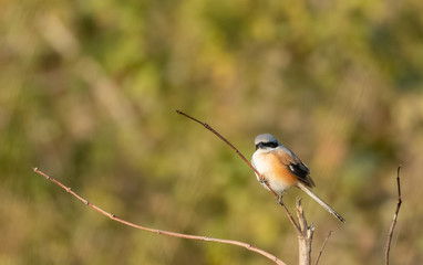 Obraz premium Grey Headed Shrike bird perching on tree