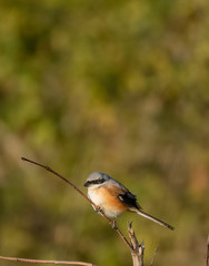 Grey Headed Shrike bird perching on tree