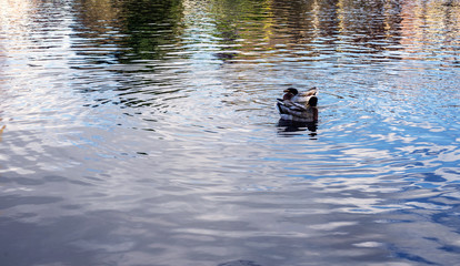 Two ducks in a pond.