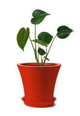 Young monstera plant without split leaves in a red pot. Isolate on a white background.