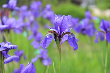 Beautiful blossoming purple iris in summer garden