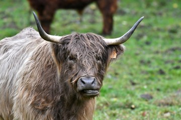 scottish highlander cow in the rain