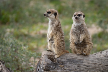 Portrait a two cute meerkat on alert on a log