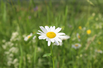 Chamomile flower on a sunny summer field in the village