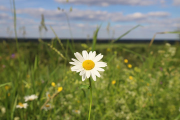 camomile flower on the sunny summer meadow in nature