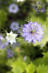 Nigella sativa or black caraway flower in the sunny garden