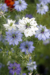 Nigella sativa or black caraway flower in the sunny garden