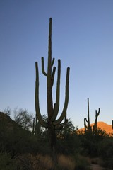 Silhouette of a desert scene at dawn