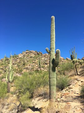 cactus in the desert © Douglas