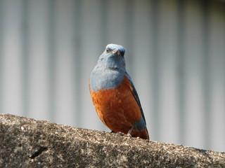 堤防の上に留まるイソヒヨドリ(雄)