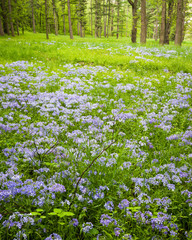 Wild phlox carpets a woodland meadow on a spring day.