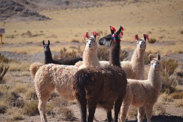panamericana.  © Andres Moreno