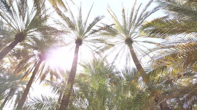 Palm jungle on a sunny day. Video on the move.