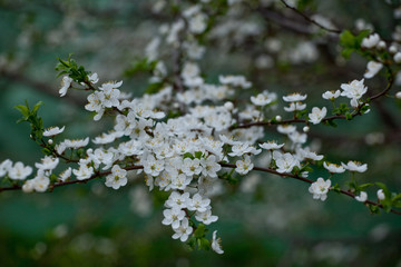 Inflorescences of a cherry tree and blooming leaves on the branches on a natural background, spring.
