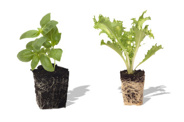 piantine pronti per il trapianti di basilico e insalata riccia