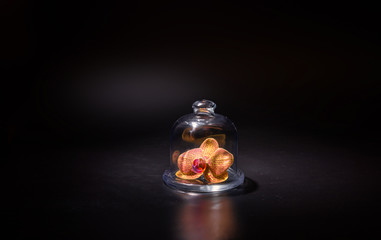 Orchid flower under a glass transparent cap in a ray of light.