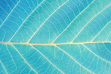 Macro leaf texture. Abstract Nature background. Saturated turquoise color.
