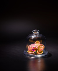 Orchid flower under a glass transparent cap in a ray of light.