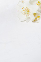 Fototapeta na wymiar fragrant jasmine flower and white background, vertical top view