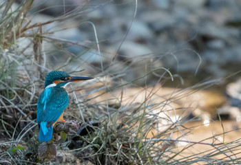 Portrait of common kingfisher bird in action for fishing in the water body